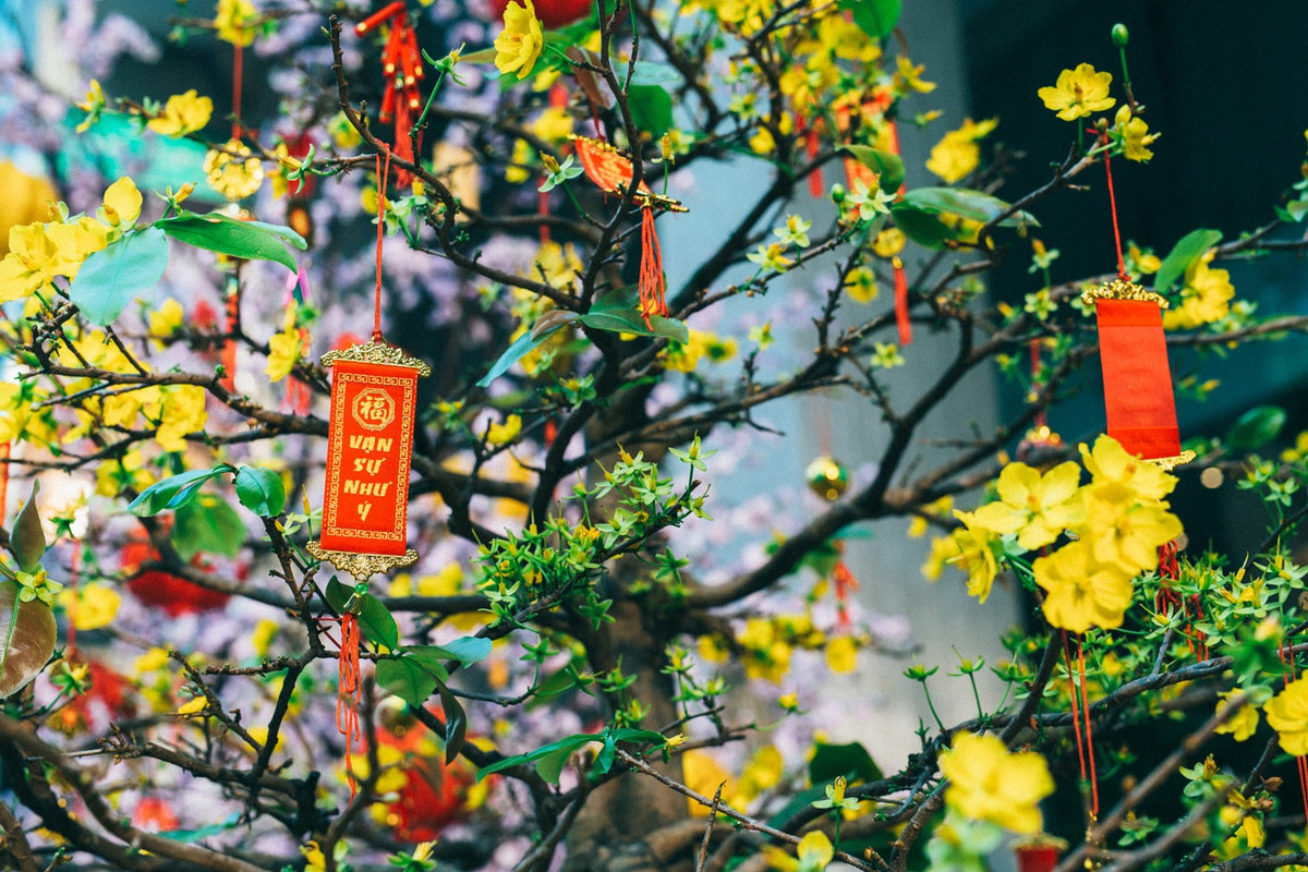 Mai vàng miền Nam. Ảnh: Dominik Vanyi - 500px.com