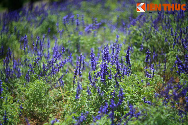 Nằm bên bờ hồ Xuân Hương, Vườn hoa Đà Lạt là nơi những loài hoa tiêu biểu nhất của Đà Lạt khoe sắc quanh năm. Thời điểm tuyệt vời nhất để ghé thăm vườn hoa này chính là dịp Tết Nguyên đán.