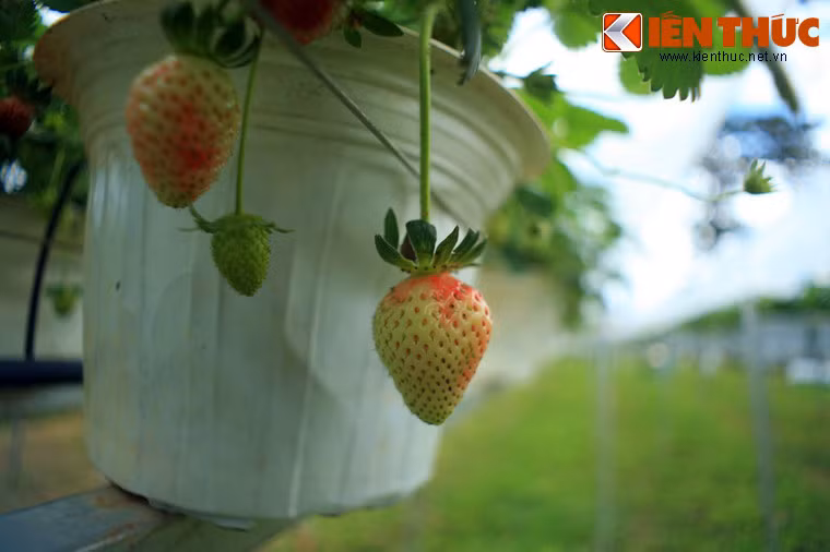 Ngoài các thắng cảnh, di tích nổi tiếng, các nông trại ở Đà Lạt cũng - nơi trồng vô số loài hoa cùng các loại nông sản ôn đới - cũng thu hút một lượng du khách lớn ở thành phố này.