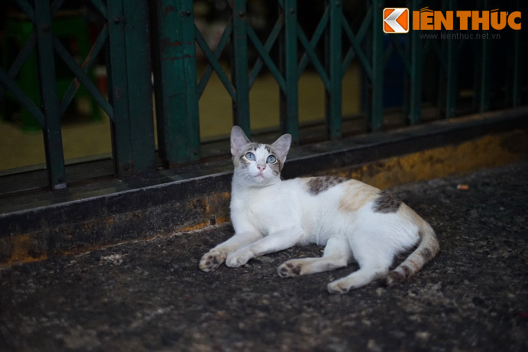 Từ "mỉu" ở đây có nguồn gốc từ từ "miu", là tên mà người Việt từ xưa đến nay hay đặt cho các chú mèo, đặc biệt là mèo con. Còn từ "miu" lại có nguồn gốc từ từ "miêu", nghĩa là con mèo trong từ vựng Hán Việt.