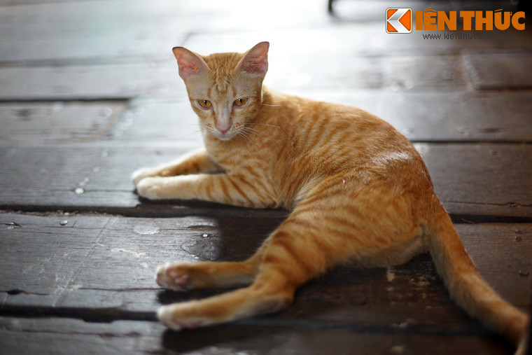 Nhưng tại sao ở câu này, con mèo lại được gọi là con "mỉu"? Trong tiếng Việt, "mỉu" không được dùng trong giao tiếp hàng ngày, cũng chẳng hiện diện trong các cuốn từ điển. Nơi duy nhất nó xuất hiện chính là câu thành ngữ đã đề cập.