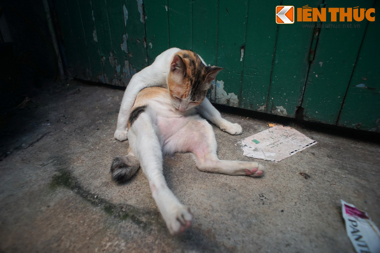 Trở lại thành ngữ "Chưa biết mèo nào cắn mỉu nào", hai vế "mèo nào" và "mỉu nào" đối với nhau qua từ "cắn". Ở hai vế này có sự đối ứng của thanh bằng là "mèo" với thanh trắc là "mỉu".