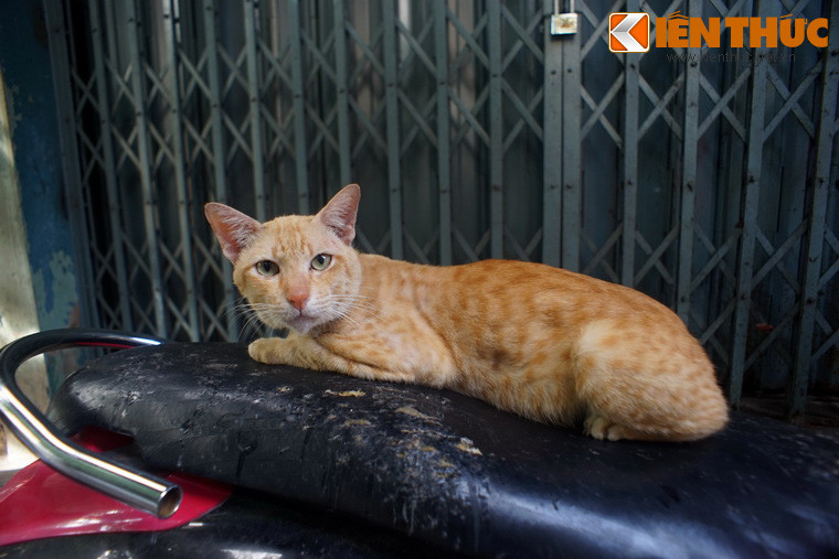 Có thể nói, "mèo" và "mỉu" tuy cùng là một con nhưng khi đọc lên ở câu "mèo nào cắn mỉu nào“ vẫn thấy toát lên sự đối chọi mang tính hơn thua giữa hai con mèo đang đánh nhau chí chóe.