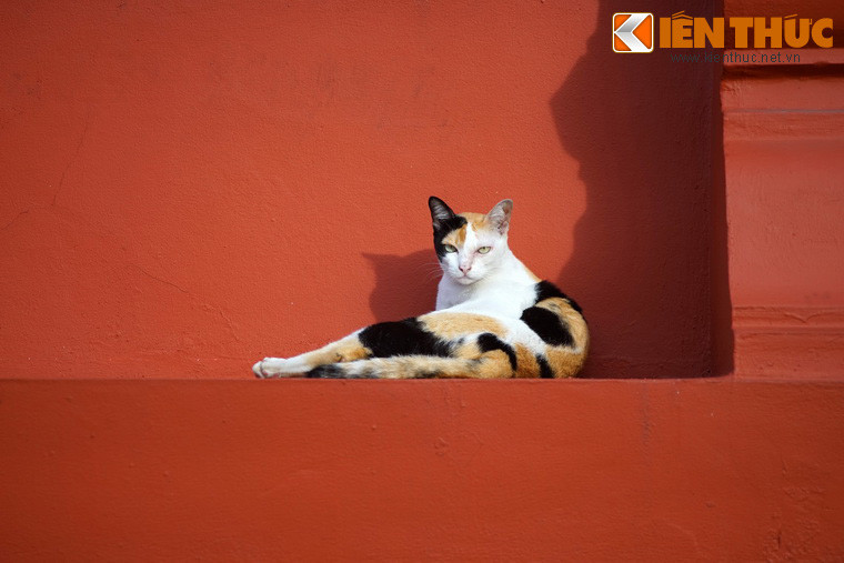 Ngoài ra, sự biến âm “miu” thành “mỉu” cũng khiến cho câu thành ngữ mang sắc thái hóm hỉnh, thể hiện óc hài hước và sự tinh tế trong việc sử dụng ngôn ngữ của cha ông ta xưa.