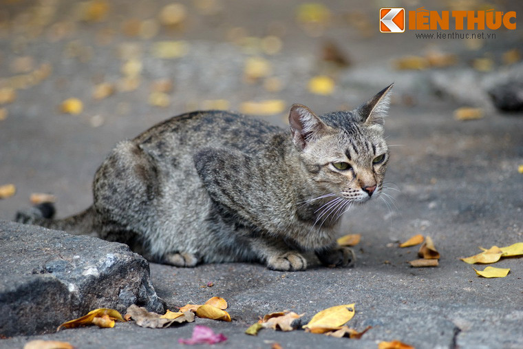 Trong câu "mèo nào cắn mỉu nào“, thanh trắc của từ "mỉu" đã làm nổi bật sự tương phản với vế thanh bằng của từ "mèo" ở vế đầu, mà nếu là từ "miu" thì không thể tạo ta hiệu ứng đó được ("mèo nào cắn miu nào"!?).