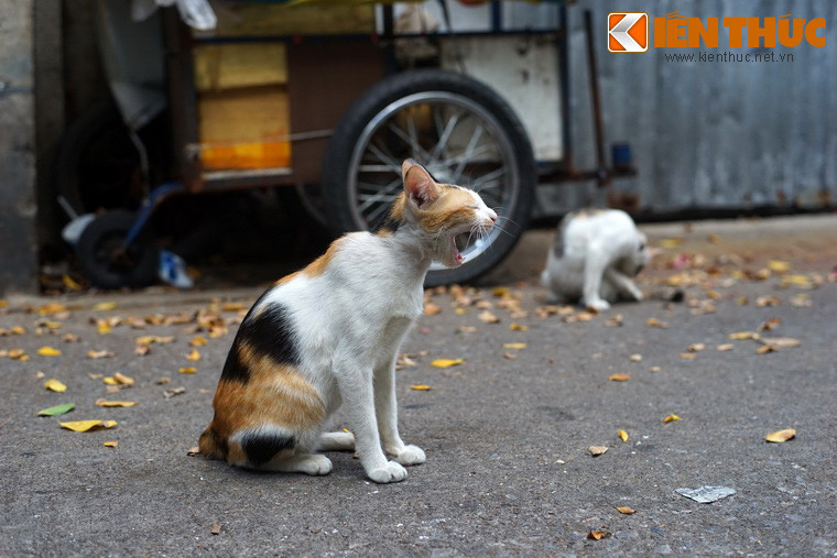 Để hiểu được từ "mỉu" này, cần phải biết một trong những đặc điểm của thành ngữ là thường có sự đối ứng giữa các thanh bằng với thanh trắc, hay ngược lại, ở hai vế. Ví dụ như câu "Ao sâu cá cả", "Lươn ngắn chê chạch dài"...