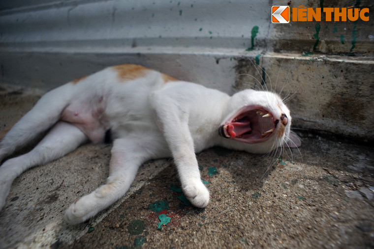 Gặp tình huống chưa biết ai sẽ hơn ai, ai sẽ thắng ai, dân ta thường ví von bằng câu thành ngữ "Chưa biết mèo nào cắn mỉu nào". Hẳn nhiều người cũng hiểu nghĩa đen của thành ngữ này là "chưa biết con mèo nào sẽ cắn con mèo nào".