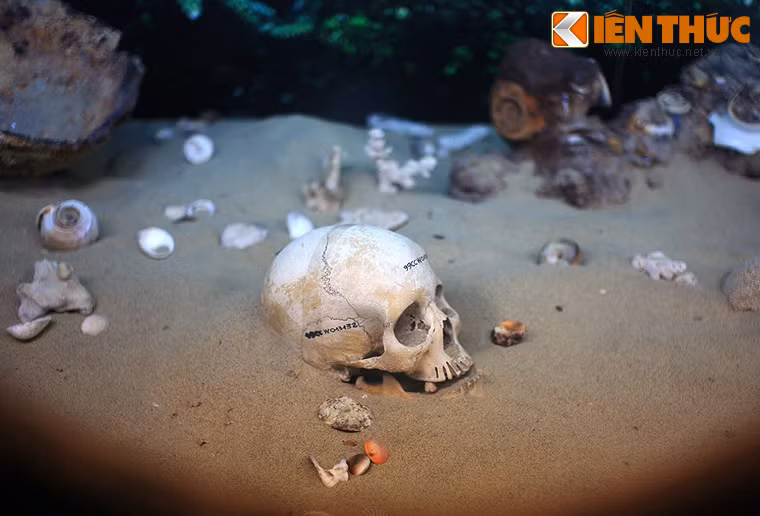 Hộp sọ trong xác tàu đắm ở Biển Đông được trưng bày trong triển lãm Di sản văn hóa biển Việt Nam ở Bảo tàng Lịch sử Quốc gia (Hà Nội).