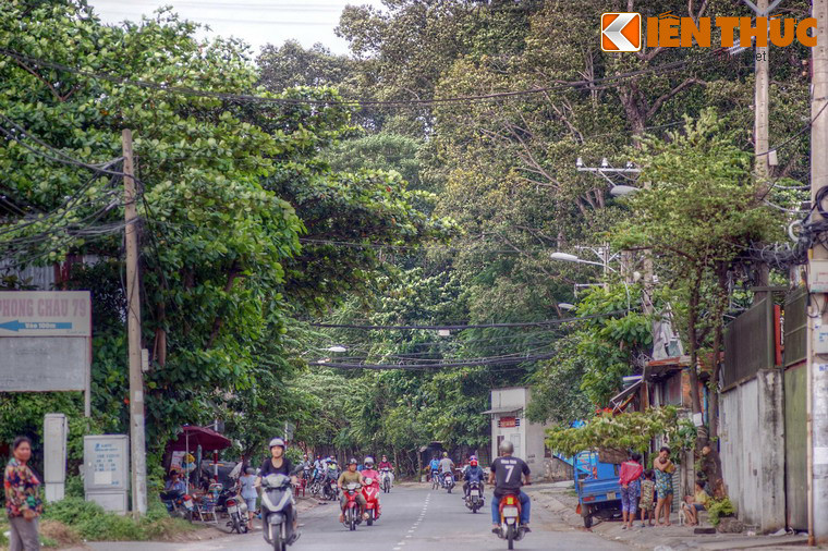  3. Khi đi qua đường Lê Thị Hoa ở phường Bình Chiểu, quận Thủ Đức, TP HCM, nhiều người không khỏi ngạc nhiên khi thấy sự xuất hiện của một "khu rừng" rậm rạp với nhiều cây cổ thụ cao vút. Đó chính là khu vườn của chùa Bửu Quang, ngôi chùa đầu tiên của hệ Phái Nam Tông Việt Nam.