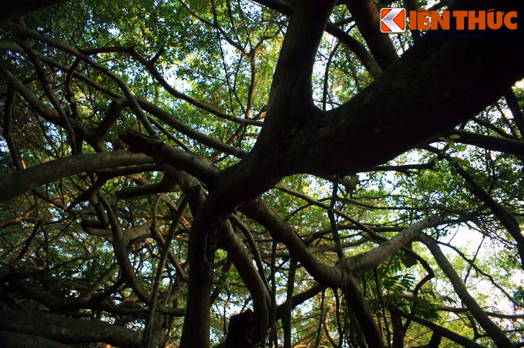 Một di tích nổi tiếng khác của Cần Thơ là Giàn Gừa, nằm ở ấp Nhơn Khánh, xã Nhơn Nghĩa, huyện Phong Điền. Đây là nơi có một cây gừa 150 năm tuổi, phát triển rất nhiều chi, cành tạo thành giàn lớn với diện tích lên tới 3.000 mét vuông. Dưới tán cây này có miếu thờ bà Thượng Động Cố Hỉ, một nữ thần linh thiêng theo quan niệm địa phương. Đây cũng là một căn cứ quan trọng của quân Giải phóng miền Nam Việt Nam trước năm 1975.