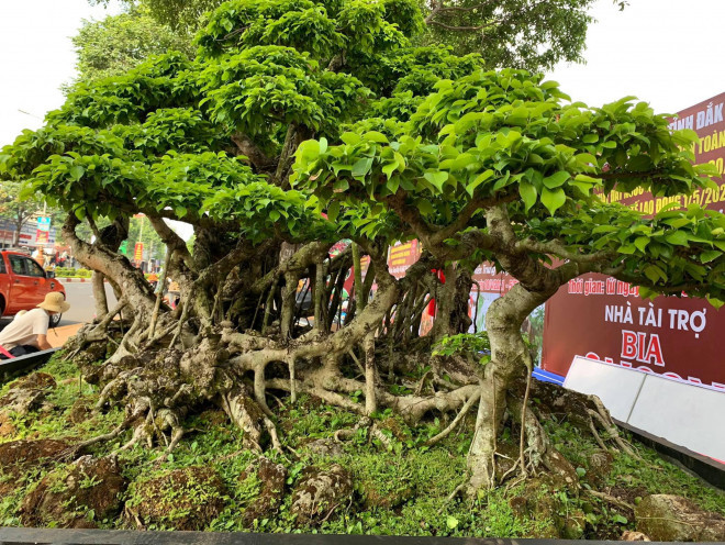 Nguoi dan ong coi cay canh nhu tri ky, khach tra gia nao cung khong ban-Hinh-3