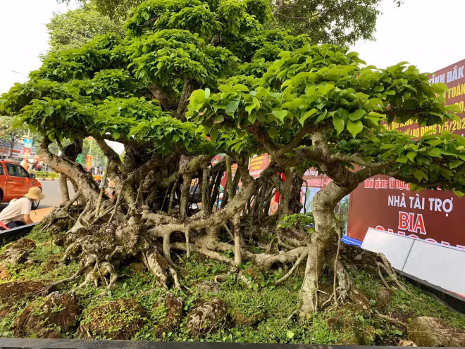 Nguoi dan ong coi cay canh nhu tri ky, khach tra gia nao cung khong ban-Hinh-3