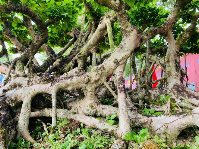 Nguoi dan ong coi cay canh nhu tri ky, khach tra gia nao cung khong ban-Hinh-5