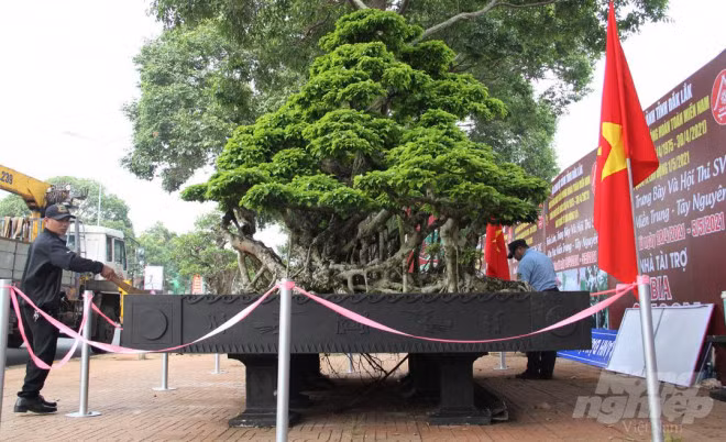 Nguoi dan ong coi cay canh nhu tri ky, khach tra gia nao cung khong ban