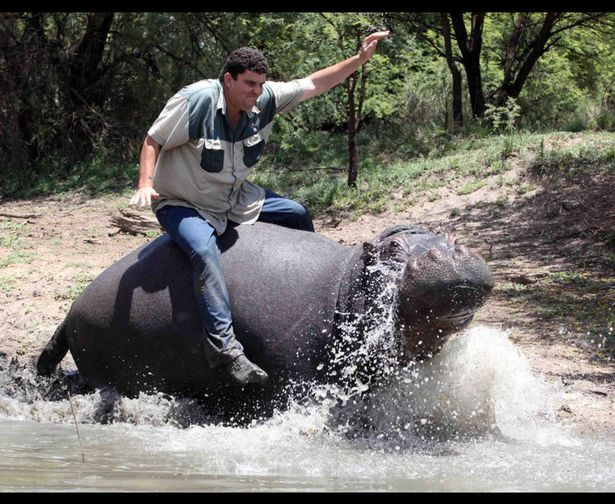 Nguoi cuoi ha ma nang 1.200kg, coi nhu con va ket cuc bi tham-Hinh-2