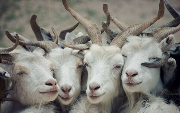 Với khả năng cùng với sự bản lĩnh của mình, người tuổi Mùi sẽ vượt qua hết mọi chông gai đã gặp phải. Thời gian những ngày đầu tuần, thì bạn hãy chuẩn bị tinh thần, tài lộc hanh thông, kiếm nhiều tiền, làm ăn phát tài, sẽ có quý nhân phù trợ. Khoảng thời gian về sau, mọi thứ sẽ xuôi theo dòng với những gì mà bạn mơ ước.