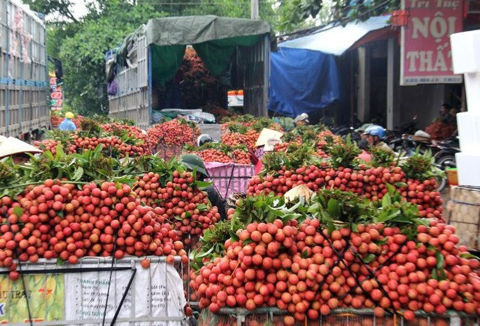 Bac Giang vao cuoc thong tin vai thieu bi ep gia xuong 2.000 dong/kg