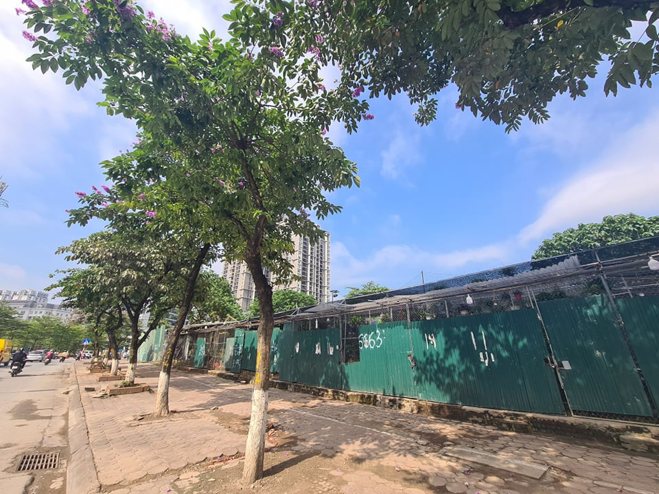 Lo dat D22 Dich Vong Hau bi “xe thit”: Chu tich phuong noi gi?