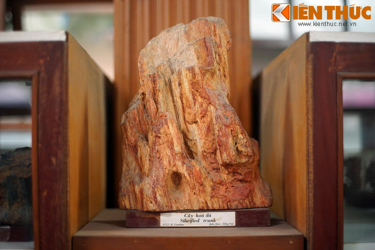 Một thân cây hóa thạch đẹp như tác phẩm nghệ thuật của tạo hóa.