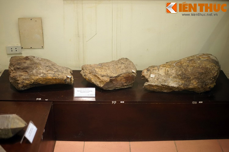 Hình thành từ thời Pháp thuộc, Bảo tàng Địa chất Việt Nam (số 6 Phạm Ngũ Lão, Hoàn Kiếm, Hà Nội) lưu giữ hàng nghìn mẫu vật địa chất của Việt Nam và quốc tế. Đặc sắc nhất trong đó là các hóa thạch khủng long, gồm một xương đùi dài khoảng 60 cm và hai mẫu xương khác nhỏ hơn.