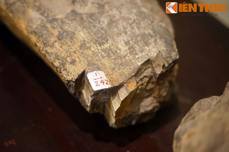 Trái với nước bạn Lào, tại Việt Nam, dù nhiều cuộc khai quật cổ sinh đã được tiến hành nhưng vẫn chưa có mẫu hóa thạch khủng long nào được tìm thấy từ trước đến nay.