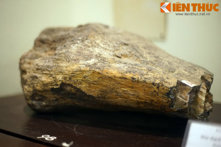 Các loài khủng long thuộc chi này có hình thái giải phẫu khá giống nhau, đều là các loài ăn thực vật khổng lồ, có cổ dài, khi trưởng thành có thể dài từ 9 đến 12 mét.