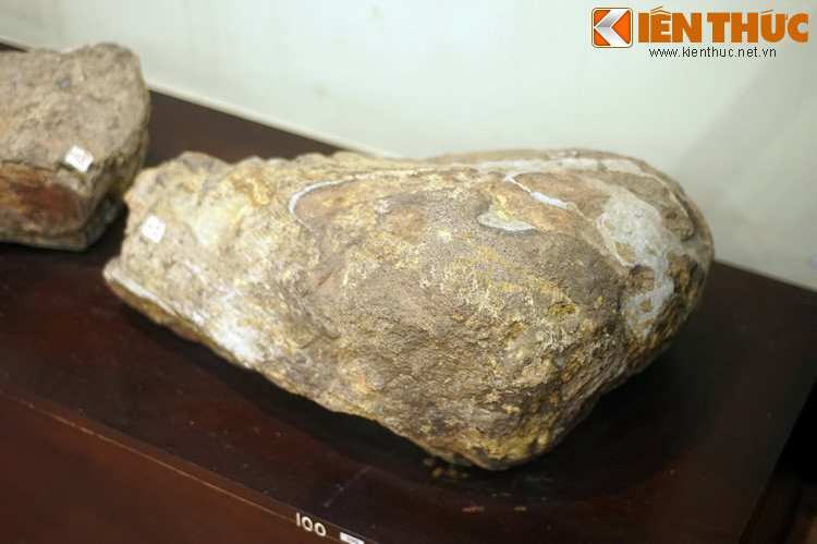 Nhìn thoáng qua, những mẫu hỏa thạch này không khác biệt nhiều so với những khối đá bình thường. Nếu không được giới thiệu, người không có chuyên môn sẽ không thể biết rằng chúng là xương cốt của một loài sinh vật khổng lồ sống cách đây hàng chục triệu năm .