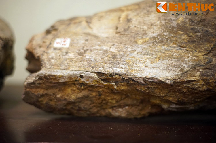 Theo các nhà nghiên cứu, loài khủng long Titanosaurus falloti / Tangvaysaurus thuộc về một chi khủng long có tên gọi Titanosaurus, còn gọi là thằn lằn hộ pháp, sống ở cuối kỷ Phấn Trắng cách đây từ 83-65 triệu năm.