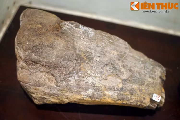 Những mẫu vật được khai quật bao gồm một xương đùi lớn và nhiều đốt xương sống của một loài sinh vật khổng lồ mà thời điểm đó chưa thể định danh. Các mẫu vật đã được chuyển về bảo tàng địa chất ở Hà Nội và được lưu giữ tại bảo tàng từ thời đó cho đến nay.