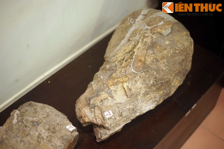 Dù vậy, theo các chuyên gia cổ sinh học, điều kiện tự nhiên ở Việt Nam trong đại Trung sinh phù hợp cho sự sinh sống của loài khủng long. Vì vậy, việc tìm ra hóa thạch của khủng long ở Việt Nam trong tương lai là hoàn toàn khả thi...