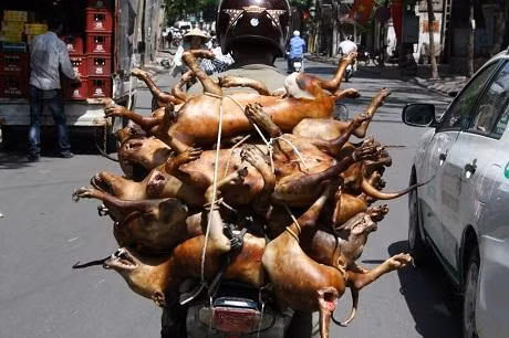 Thực tế ở nước ta, người ta thường đánh bả chó bằng các loạt thuốc độc như thuốc sâu, thuốc chuột để bắt trộm con chó đem bán. Nếu không may bạn ăn phải thịt con chó bị độc chết thì dư lượng chất độc còn trong máu, thịt con chó này sẽ ảnh hưởng và khiến bạn bị ngộ độc.