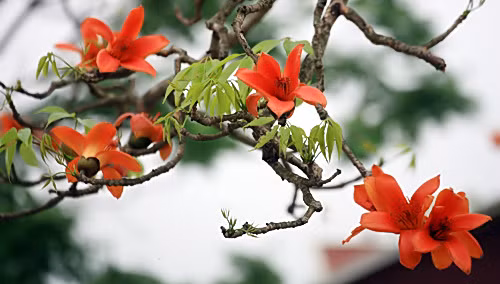 Ngoài ra, bạn có thể giảm đau nhức xương khớp, đau cơ bằng cách lấy 50g vỏ thân cây gạo tươi, cạo bỏ lớp vỏ bẩn bên ngoài, thái mỏng, giã nát, thêm giấm thanh, trộn đều rồi băng đắp vào chỗ đau. Nguồn ảnh: Vietinfor, Du lịch Việt Nam.