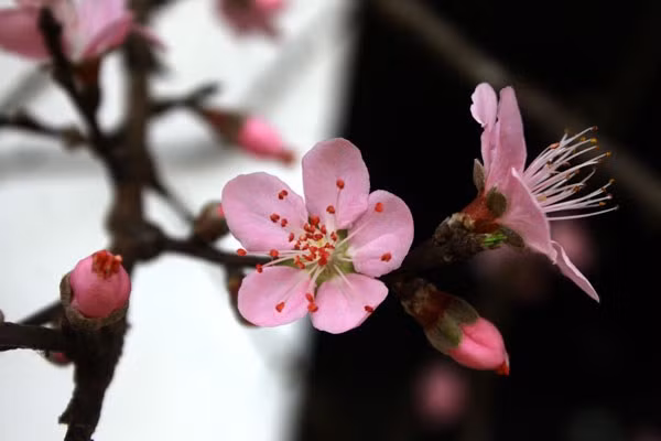 Sau đây là một số bài thuốc chữa bệnh từ hoa dại tháng 3 bạn nên biết tới.