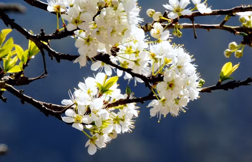 Dùng rễ cây hoa mận chữa đau răng cũng rất hiệu quả. Bạn hãy dùng 30g rễ mận sắc đặc với 100ml nước, sau đó lấy nước này ngậm 5-7 phút vào buổi sáng, chiều, tối trước khi đi ngủ.