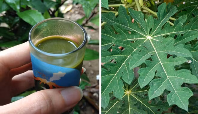 Thông tin trong bài mang tính chất tham khảo, vui lòng hỏi ý kiến bác sĩ khi sử dụng. Nguồn ảnh: Cây thảo dược, Mogo, Boldsky.