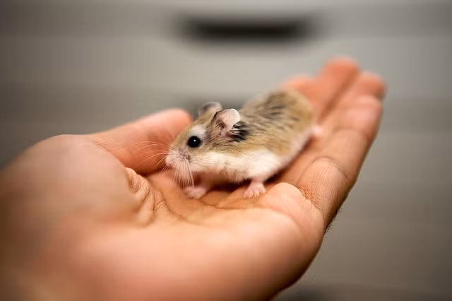 Nhiều người thường nuôi chuột Hamster những không biết rằng loài vật này sẽ truyền bệnh lymphocytic choriomeningitis một dạng viêm não gây ra do virus rất nguy hiểm có thể khiến bạn tử vong. Nguồn ảnh: Khoa học ứng dụng, Khoahoc.tv.