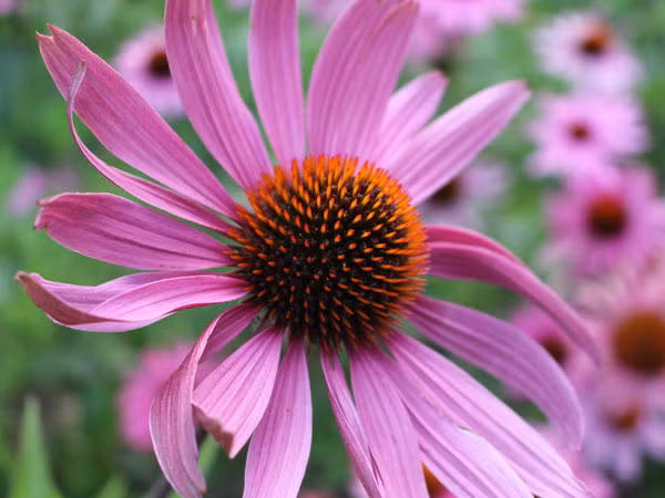 Hoa cúc Echinacea: Loại cây này được biết đến như một máy lọc máy giúp tiêu diệt virus cúm và hỗ trợ cơ thể diệt virus cúm hiệu quả hơn hẳn.