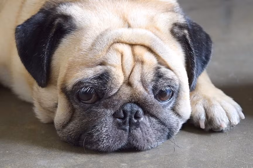  Cô gái ghét vật nuôi của bạn: Nếu ngay từ đầu nàng đã tỏ ra ghét thú cưng của bạn thì sau này cái sự ghét của nàng sẽ còn khủng khiếp hơn nữa.