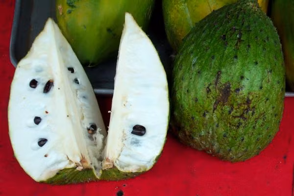 Trong đông y, quả mãng cầu xiêm xanh phơi khô tán bột còn được dùng để trị kiết lỵ và sốt rét.