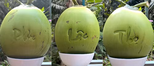 Theo Đông y quả dừa chính là một vị thuốc gọi là da tử, có vị ngọt, tính bình, không độc, có thể ăn cho đỡ đói. Dừa có tác dụng khử phong, ích khí, tiêu phù thũng, trừ hoắc loạn, tâm phiền, giải nhiệt độc.