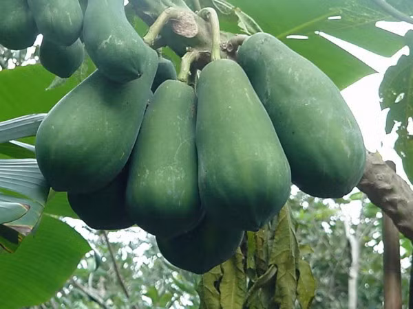 Ngoài ra, quả đu đủ xanh còn là nguyên liệu quan trọng trọng bài thuốc dân gian chữa đau khớp, chữa rắn cắn và chữa ho theo dân gian.