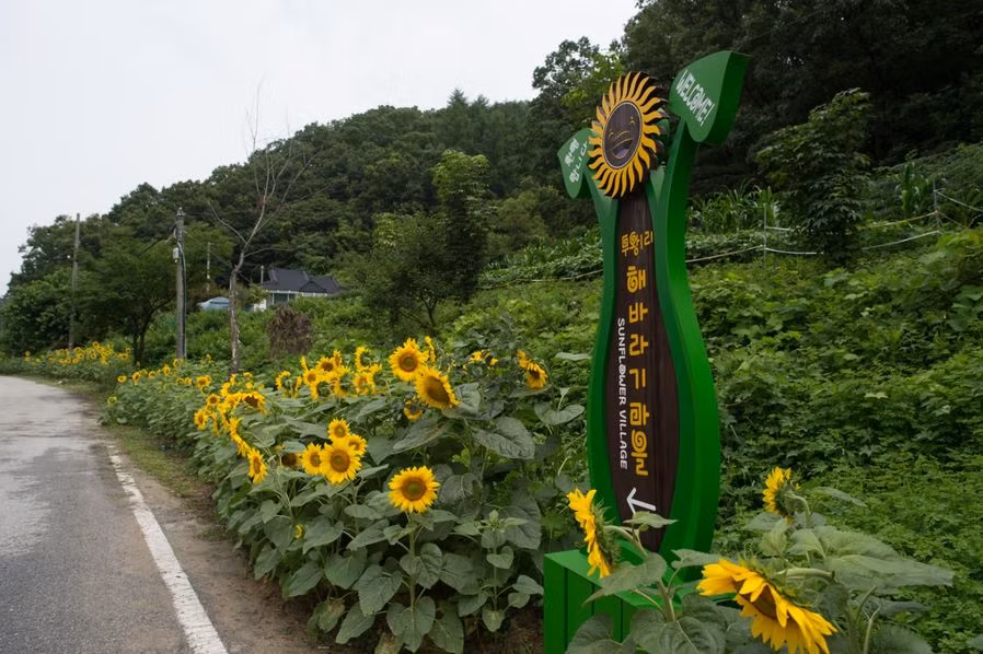 Ngoài ra còn có làng Muwang-ri nằm tại huyện Yangpyeong, tỉnh Gyeonggi, Hàn Quốc, cách Seoul 40 phút đi tàu, cũng có vườn hướng dương tuyệt đẹp nhưng diện tích nhỏ hơn.