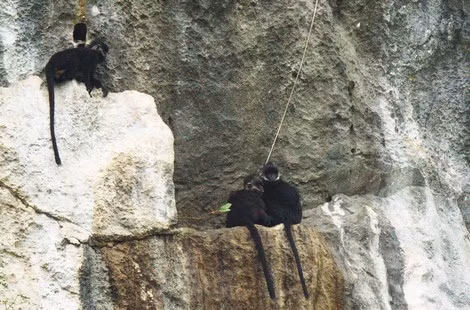 Người đàn ông chăn “hậu duệ lão tôn” trên thung lũng Thiết Sơn - Hình 3 Nguoi dan ong chan “hau due lao ton” tren thung lung Thiet Son-Hinh-3