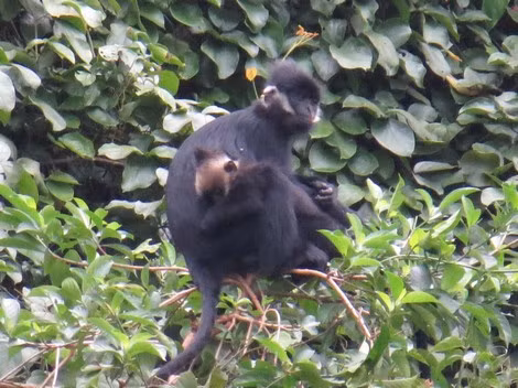 Người đàn ông chăn “hậu duệ lão tôn” trên thung lũng Thiết Sơn - Hình 2 Nguoi dan ong chan “hau due lao ton” tren thung lung Thiet Son-Hinh-2