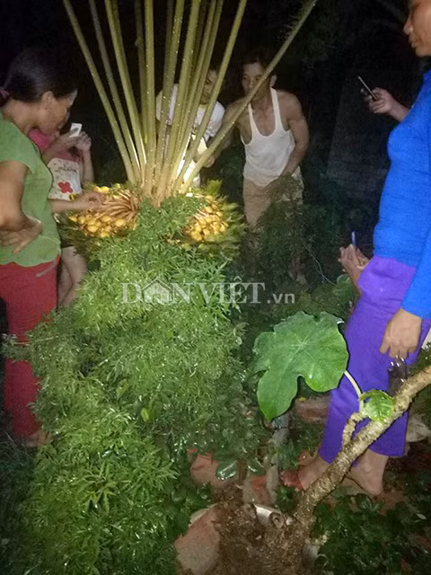 Chong den ca dem de ngam cay van tue “de” 400 “trung vang"-Hinh-5