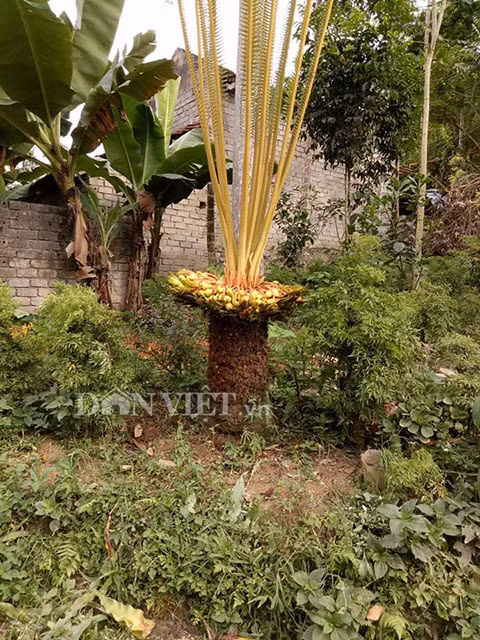 Chong den ca dem de ngam cay van tue “de” 400 “trung vang"-Hinh-3