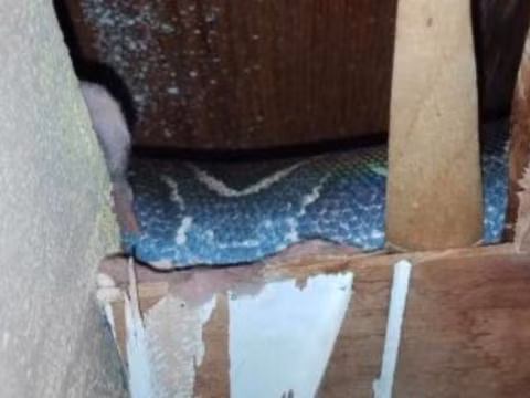 Ta hoa phat hien tran khong lo lam to, song trong nha nhieu nam-Hinh-5