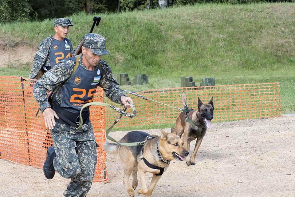 Hình ảnh những chú chó đến từ đội thi Uzbekistan tham dự cuộc đua. Gần như tất cả các đội tham dự cuộc thi đều chọn đưa những chú chó Bẹc-giê tới tham dự cuộc thi này, đơn giản là vì đây là giống chó thông minh, khỏe mạnh và dễ huấn luyện bậc nhất thế giới. Nguồn ảnh: Armygame2017.