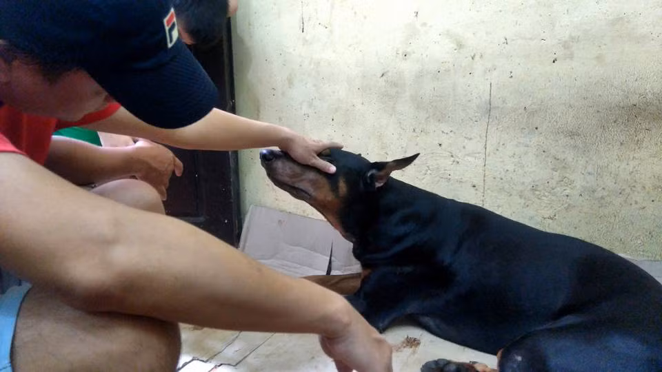 Trước đó, hình ảnh Jin ngồi dậy, trông khỏe khoắn, nhanh nhẹn hơn và đi lại được đã khiến nhiều bạn trẻ mừng rỡ và tạm yên tâm rằng bé cún này hoàn toàn có thể bình phục. Anh Tùng Đinh cũng khẳng định chắc nịch rằng bé đã qua cơn nguy kịch và sẽ hồi phục nhanh trong vài ngày tới... Nhưng sự cố xảy ra quá bất ngờ khiến ngay cả những người trong cuộc cũng trở tay không kịp.