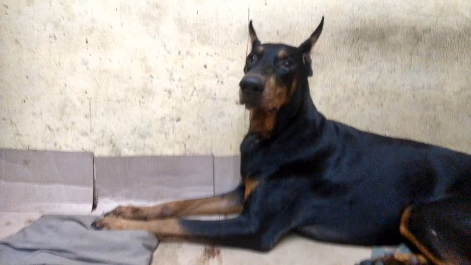 Cách đây 2 ngày, anh Tùng Đinh khẳng định Jin đã vượt qua cơn nguy kịch, hy vọng 5-6 ngày tới có thể ăn uống trở lại bình thường... Nên đến sáng nay, khi anh Tùng cho biết bé Jin đã qua đời do bất ngờ bị nhiễm trùng, sốt cao... đã khiến biết bao người như sốc nặng. Không thể tin rằng chú chó đang hồi phục rất nhanh lại có thể chết một cách bất ngờ như vậy, nhiều người đã tìm đủ mọi cách để anh Tùng kể lại chi tiết việc này.